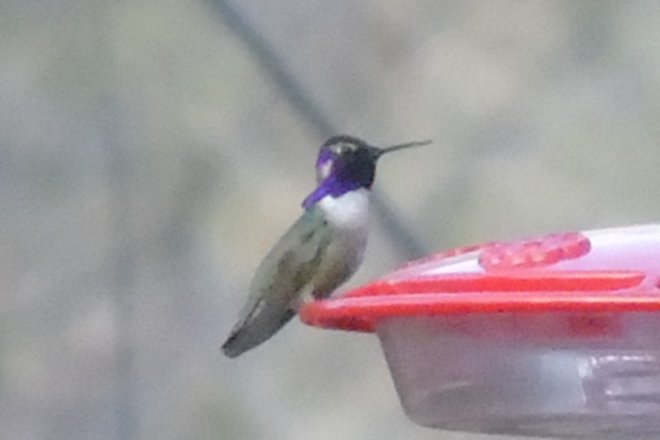 Patagonia, AZ - Mar. 23, 2018 - male